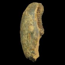 Crotalocephalus dans sa gangue